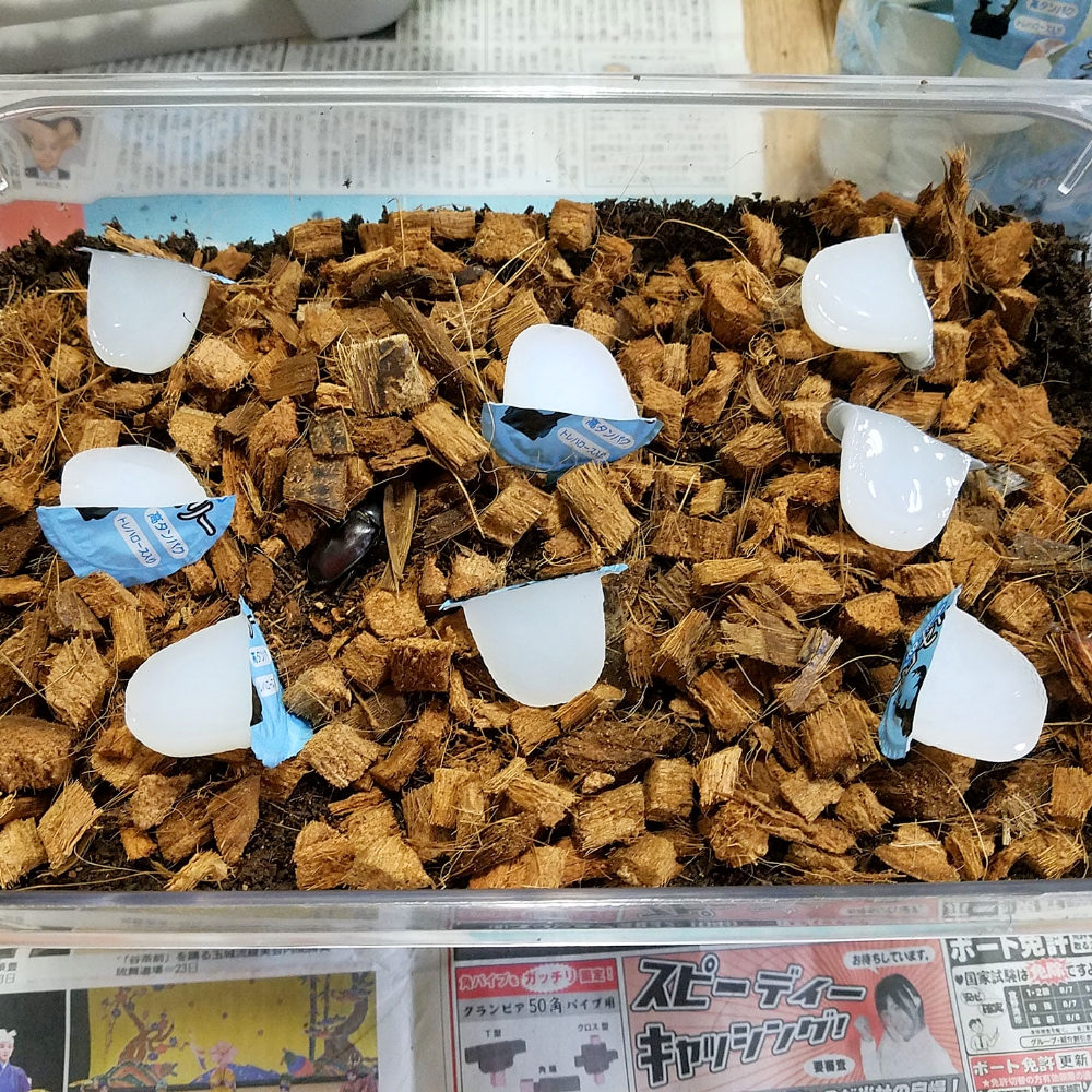 産卵セット
