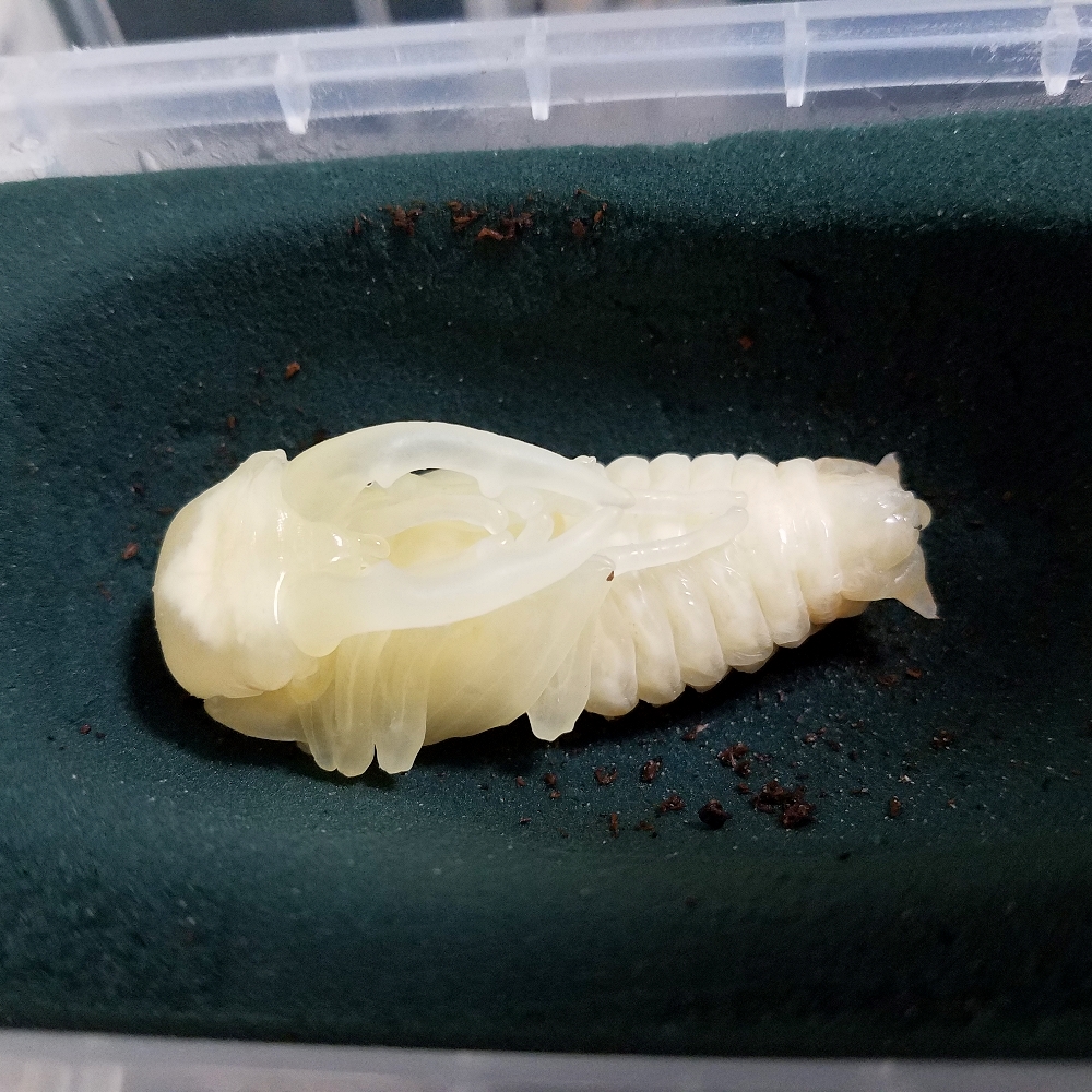 蛹化管理