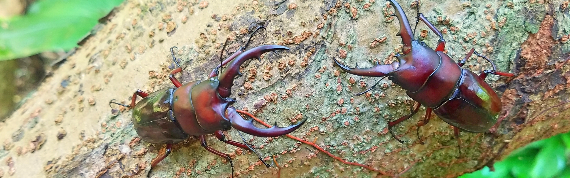 沖縄のクワガタ