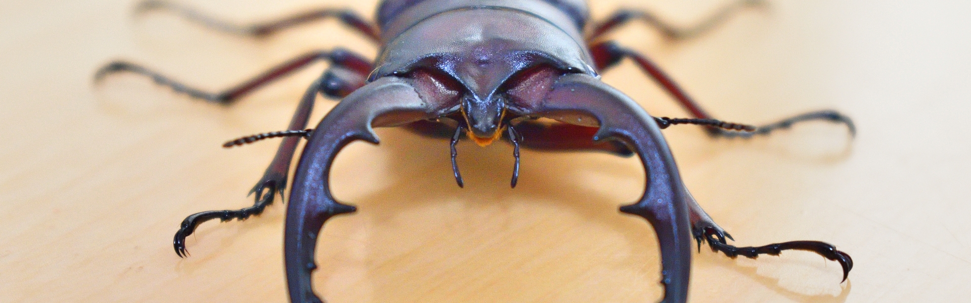 野外で見つけたクワガタ