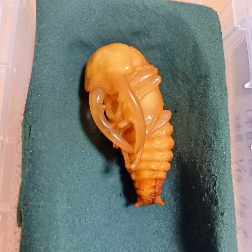 飼育個体の記録